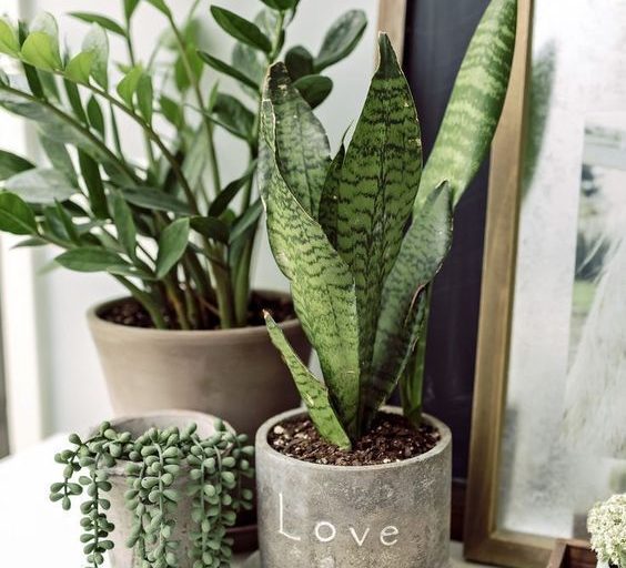 The Best Real Plants for Home Decor