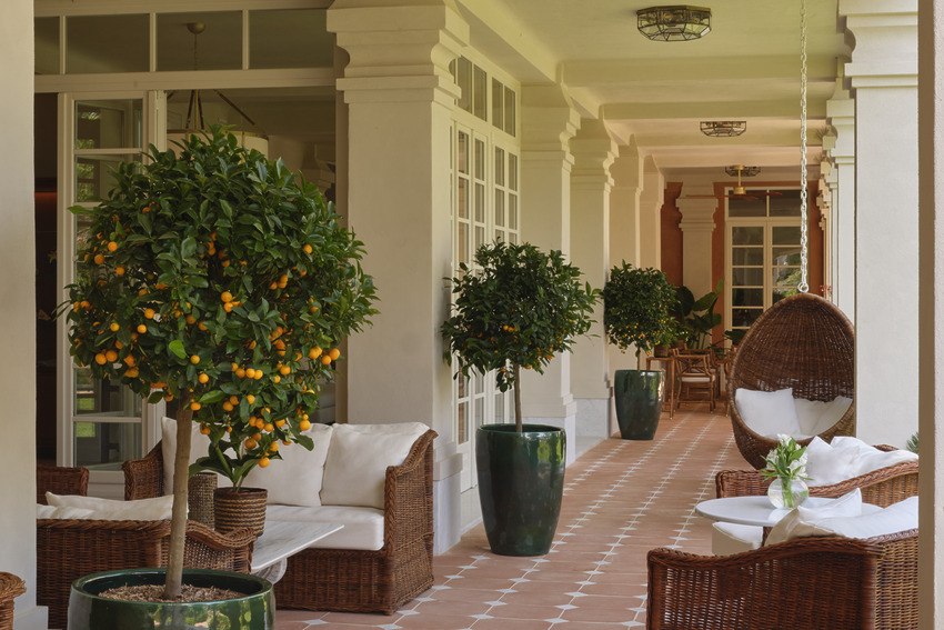 Pensione America: A Luxury Boutique Hotel with Soul. Sunroom with plants and mandarin trees