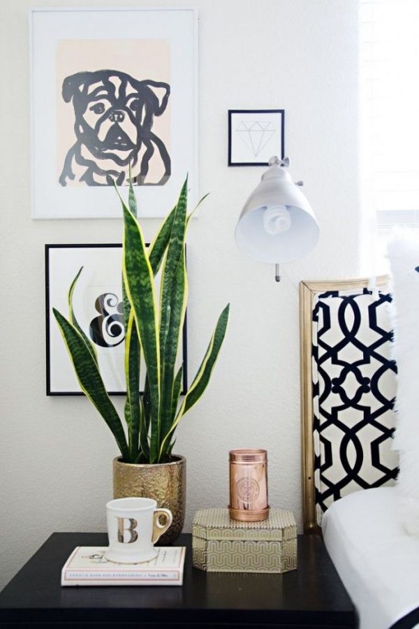 Best Real Plants for Home Decor