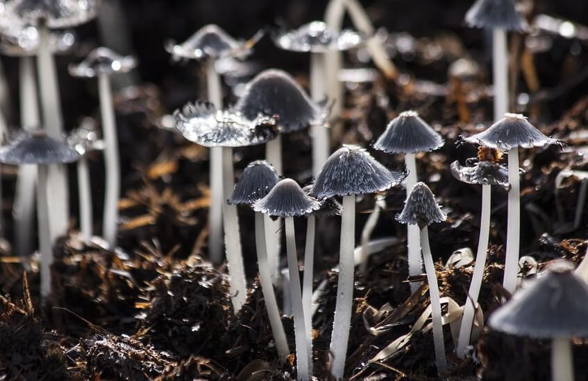 Would you wear a Mushroom Burial