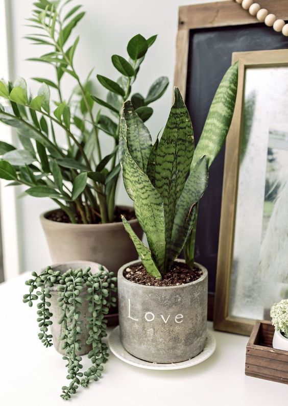 Real Plants for Home Decor