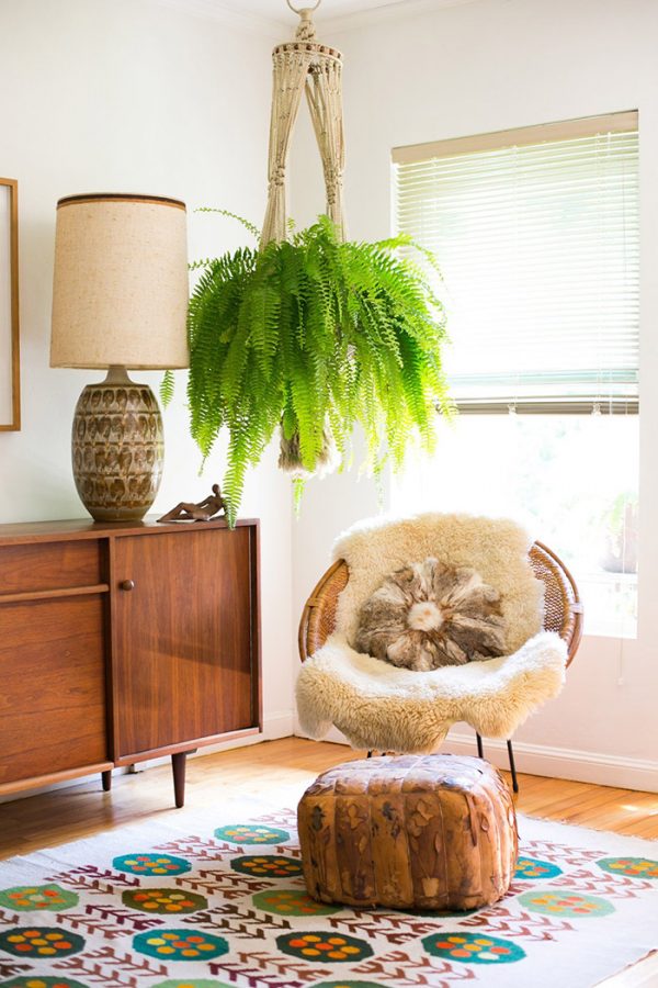 Best Real Plants for Home Decor