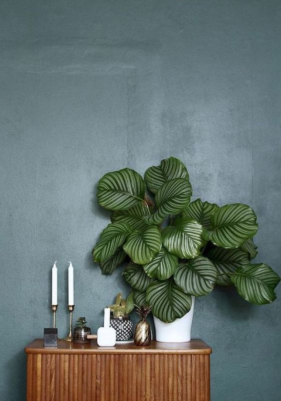 Types of Real Plants for Home Decor