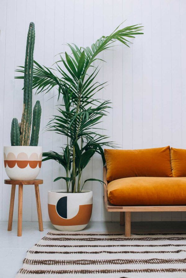 Best Real Plants for Interiors